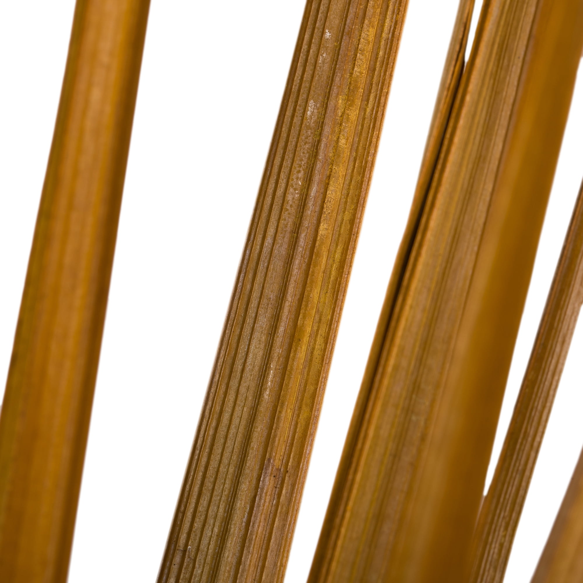 Vickerman 36-40" Aspen Gold Sable Grass, 7 oz Bundle, Dried