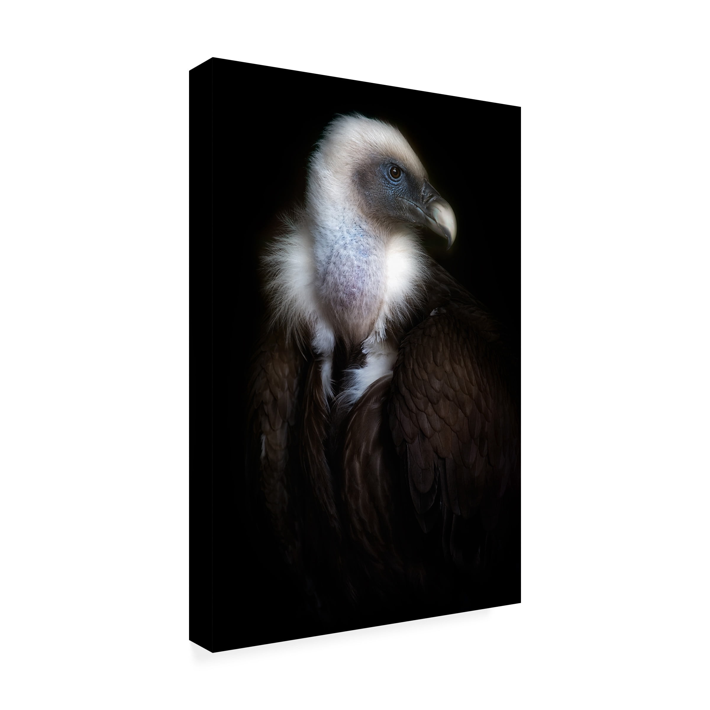Santiago Pascual Buye 'Vulture Portrait Ii' Canvas Art