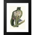 thumbnail image 2 of Priscilla Susan Bury 13x18 Black Modern Framed Museum Art Print Titled - Crinum Pedunculatum. (River Lily) (1834), 2 of 5