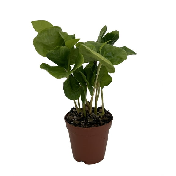 Hirt's Arabica Coffee Bean Plant - 2" Pot - Grow & Brew Your Own Coffee Beans