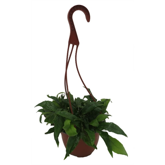 Tongue Fern 6" HB - Asplenium Scolopendrium - Great House Plant