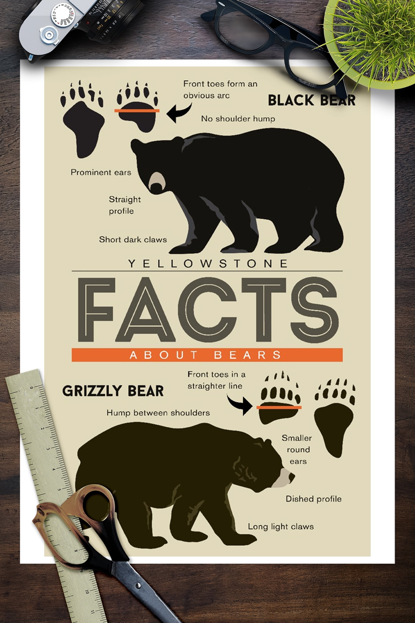 11 cool facts about bears