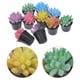 thumbnail image 3 of 10 Uds Mini casa Cactus suculento plantas pequeñas modelo pequeñas suculentas en maceta, 3 of 6