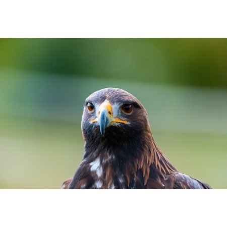 Peel N Stick Poster Of Golden Eagle Adler Nature Wild Bird Feather Bird Poster 24x16 Adhesive Decal