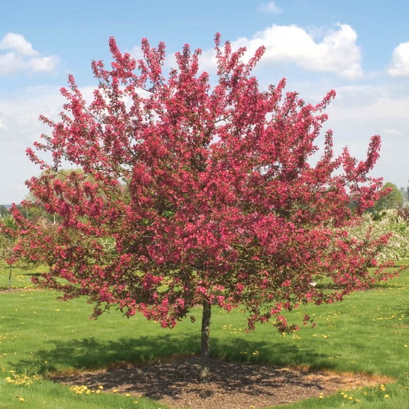 Prairie Fire Crabapple Dormant Bare Root Starter Ornamental Tree (1-Pack)