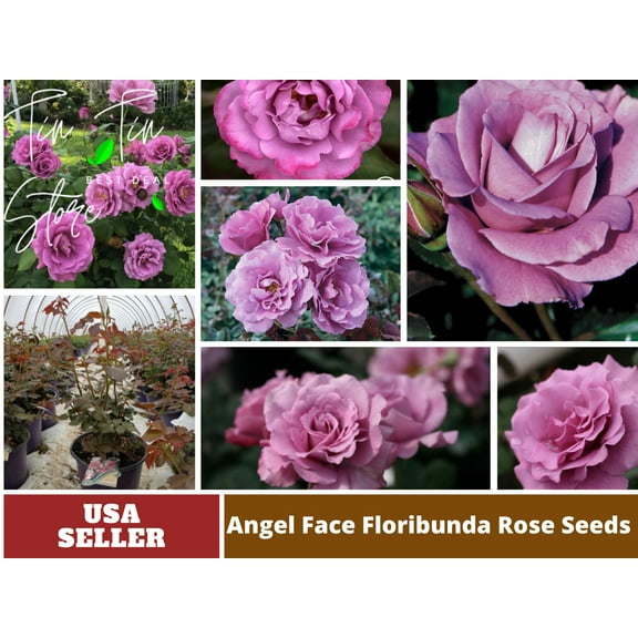 PEMDASGARDEN 30 Angel Face Floribunda Rose Plant Seed