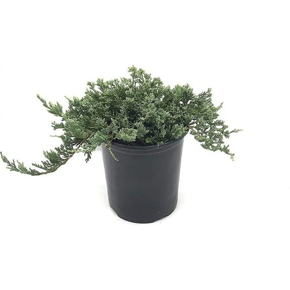 Blue Rug Juniper  3 Live Gallon Size Plants  Juniperus Horizontalis 'Wiltonii'  Drought Tolerant Cold Hardy Evergreen Groundcover