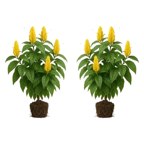 Golden Shrimp Plant Set of 2 Starter Plants, Tropical Bloomer, Full Sun, USDA Zones 9-11, Ships Bare Root, No Pot