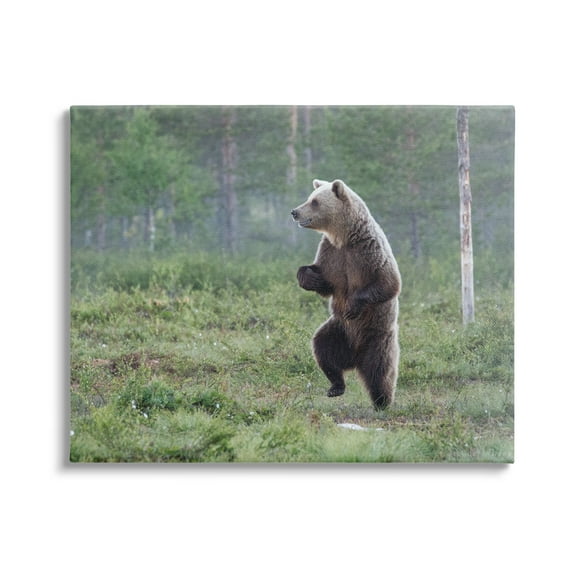 Stupell Industries Dancing Bear in Forest Animals & Insects Photography Gallery Wrapped Canvas Art Print Wall Art, 20 x 16