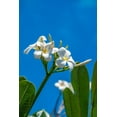 thumbnail image 2 of Engelbrecht, Lisa S. 23x32 Black Ornate Wood Framed with Double Matting Museum Art Print Titled - White Plumeria, 2 of 4