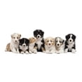 thumbnail image 2 of Front Australian Shepherd Puppies Wall Mural by Wallmonkeys Peel and Stick Graphic (24 in W x 8 in H) WM175494, 2 of 4