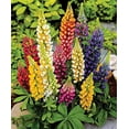 Seeds Lupin Florida Mix DHF10 Giant Flower Perennial Outdoor Garden Cut