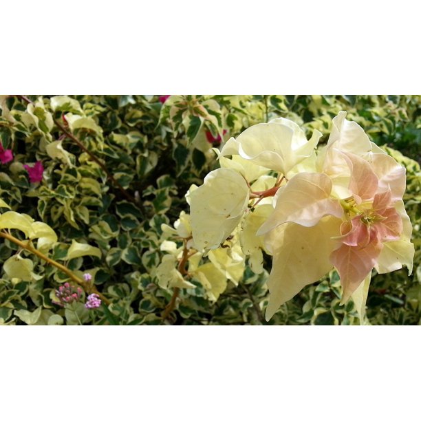 Bougainvillea Yellow Flowers English Ivy Petals 12 Inch By 18 Inch Laminated Poster With Bright Colors And Vivid Imagery Fits Perfectly In Many Attractive Frames Walmart Com Walmart Com Bougainvillea Yellow Flowers English Ivy Petals 12 Inch By 18 Inch Laminated Poster With Bright Colors And Vivid Imagery Fits Perfectly In Many Attractive Frames Walmart Com Walmart Com