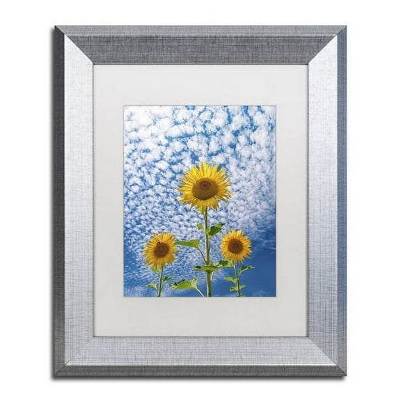 Trademark Fine Art 'Sunflower Triad' Canvas Art by Michael Blanchette Photography, White Matte, Silver Frame