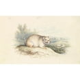 thumbnail image 2 of Charles Hamilton Smith 24x16 Black Ornate Framed Double Matted Museum Art Print Titled: Plains Viscacha (1837), 2 of 5
