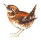 thumbnail image 1 of Calcomanías cerámicas Captive Decals, ave chochín, 10 cm, 2 piezas, 1 of 1
