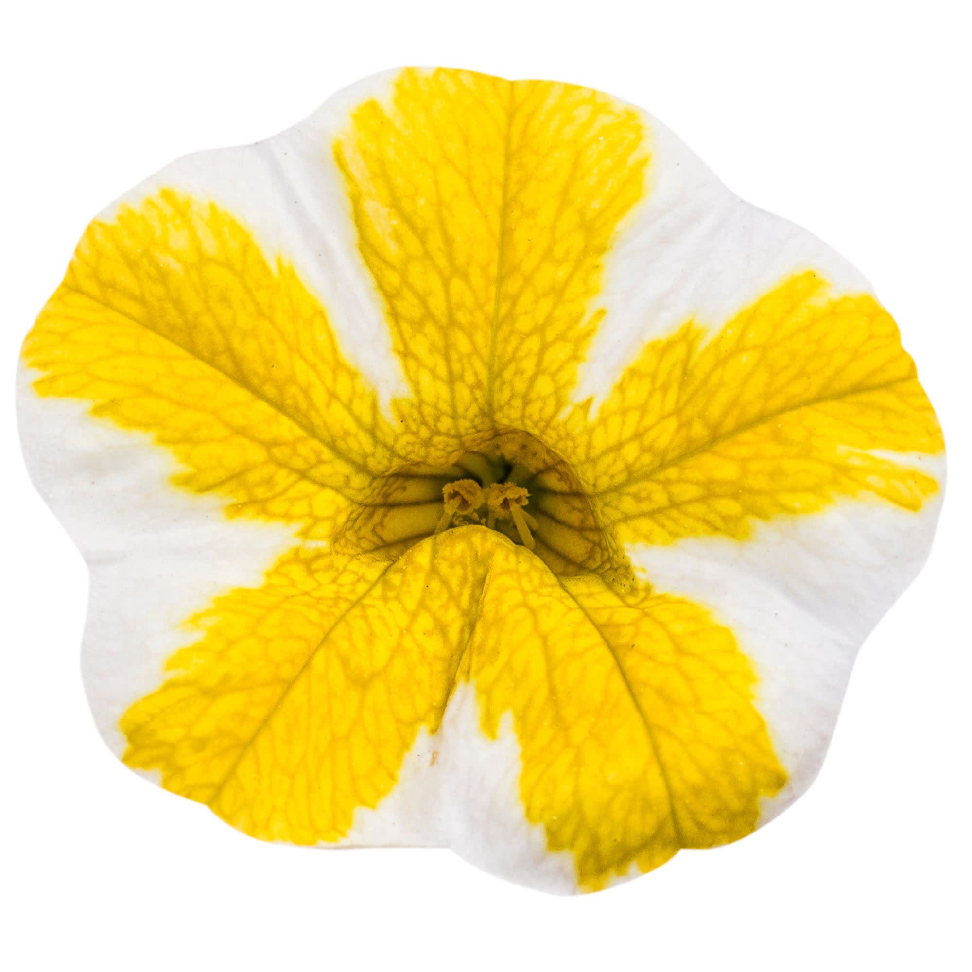 Proven Winners 4" Multicolor Superbells Lemon Slice Calibrachoa Live Plant in 4.25" Pot (4 Count)