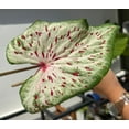 thumbnail image 5 of Blue Buddha Farm: Daydreamer Caladium (2 Bulbs) - Easy to Grow Indoor or Outdoor Perennial Plant, 5 of 7