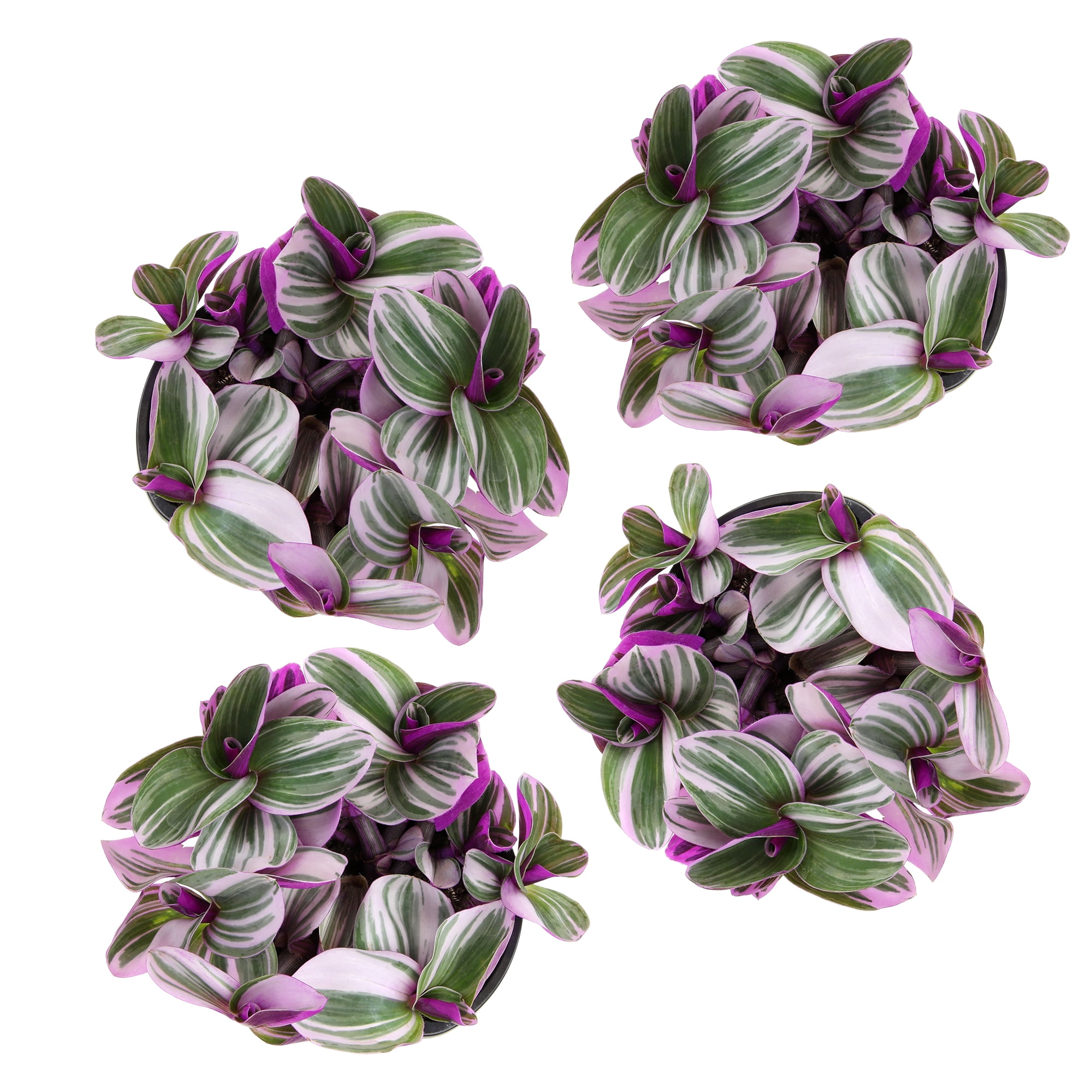 Altman Plants Multicolor Tradescantia 'Nanouk' Multipack in 4" Grower Pots (4 Count)