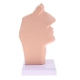 thumbnail image 4 of 1: 1 Cavidad Laringofaríngeo Oral Nasal Kits de Modelo de Estudio Sunnimix Estatua de la cavidad nasal humana, 4 of 8