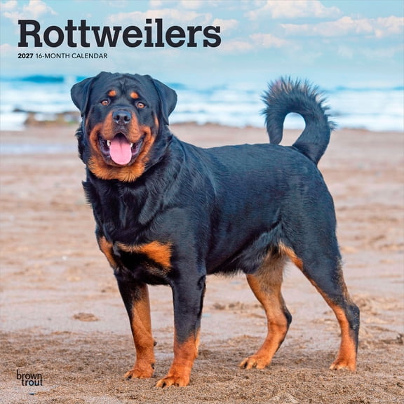 Rottweilers | 2027 12x24" (Hanging) Wall Calendar | Plastic-Free