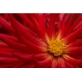thumbnail image 2 of Crane, Rita 18x13 Black Ornate Wood Framed with Double Matting Museum Art Print Titled - Fiery Dahlia II, 2 of 4
