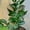 1 Plant, variant on Zebra Basket Vine - Live Starter Plant in a 2 Inch Growers Pot - Aeschynanthus Longicaulis - Decorative Trailing Foliage Easy Care Tropical Houseplant