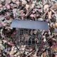 thumbnail image 5 of Outdoor Bird Feeder Hanging Suet Holder Food Dispenser Creative Parrot Treat Box With Roof Wind Proof, 5 of 5