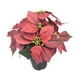 thumbnail image 2 of Planta de Pascua artificial navideña con flores artificiales en maceta decorativa navideña 9 cabezas, 2 of 9