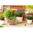 thumbnail image 3 of Juego de 20 soportes para macetas extra resistentes y almohadillas para orejas adhesivas, protegen plantas saludables, fuertes e invisibles, para macetas pequeñas y grandes, estabilidad, 3 of 4