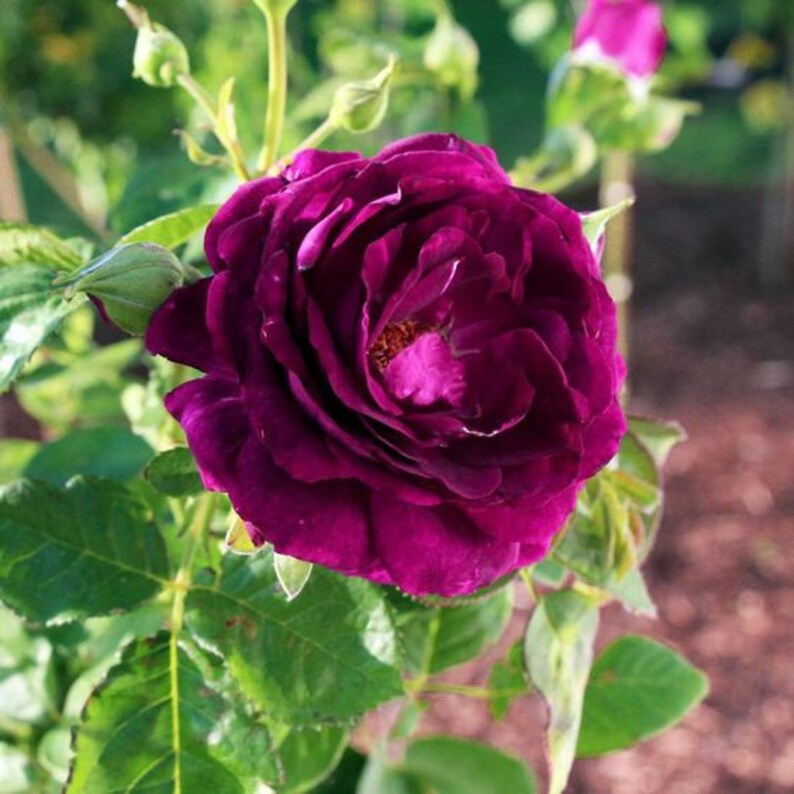 30 Grandiflora Rose Seeds, Perennial Flower Mix, for Late Winter to Early Spring Planting