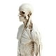 thumbnail image 3 of Modelo de de Anatomía Femenina / Masculina de 11 Pulgadas, Referencia Anatómica para Artistas, 3 of 9