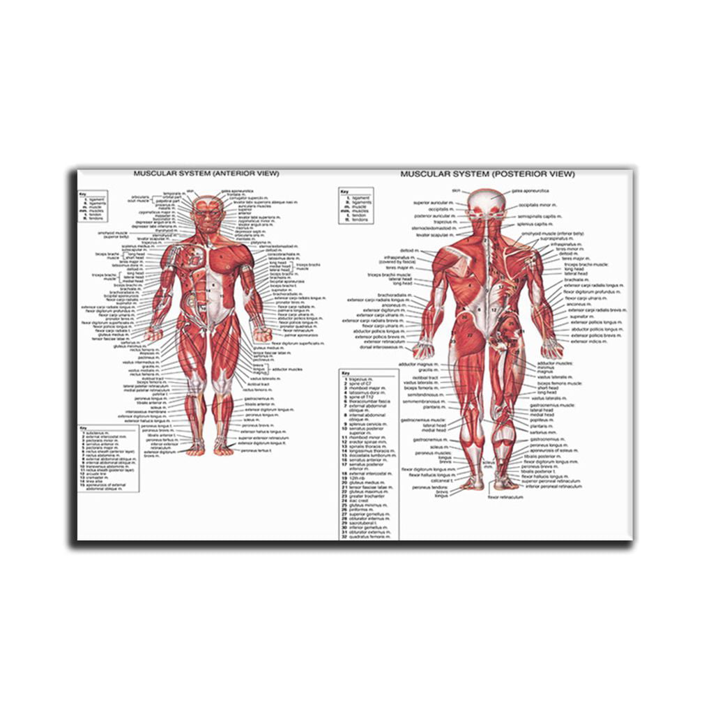 Details about   Human Body Muscle Structure Wall Art Painting Anatomy Picture Study Room Decor 