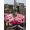 Crimson HotPink, variant on Outdoor Tablecloth with Umbrella Hole and Zipper, Valentine's Day Round Table Cloth 54 Inch Waterproof Tablecloth, Romantic Love Pink Plaid Beige Vintage Picnic Table Cover for Patio Camping