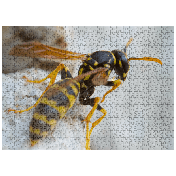 MyPuzzle - European Paper Wasp - Premium 500 Piece Jigsaw Puzzle for Adults