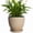 Beige, variant on Wliror 6 Inch Mint Green Ceramic Plant Pot with Drainage – Cool Pastel Planter for Indoor Plants, Succulents, Herbs