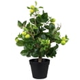 thumbnail image 2 of Northlight 1.9' Unlit Artificial Potted Bonsai-Style Green Apple Tree, 2 of 9