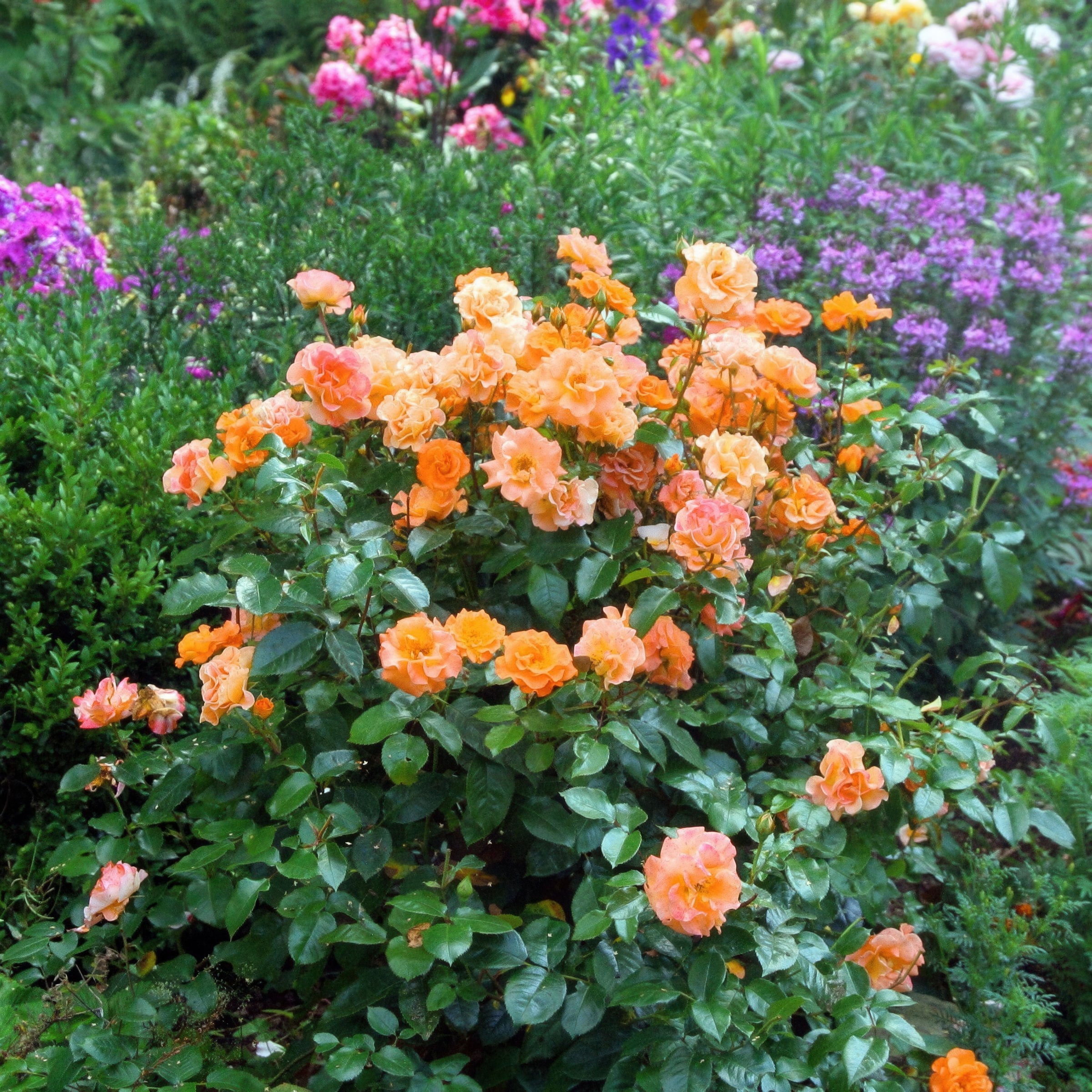 Live Shrub 4" Mini Rose Teddy Bear (3-Pack) with Full Sunlight