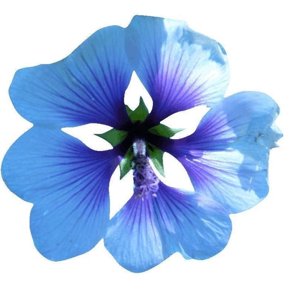 Hollis Blue Mallow w/Green Wall Decal Cutout