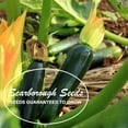 thumbnail image 4 of SCARBOROUGH SEEDS BLACK BEAUTY 25 SEEDS SQUASH ZUCCHINI NON-GMO Open-Pollinated, 4 of 4