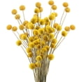 thumbnail image 1 of 30 Tiges Fleurs Séchées Craspédia Naturelles, 1 of 1
