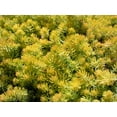 thumbnail image 5 of 50 BLUE SPRUCE SEDUM Reflexum Succulent Jenny's Stonecrop Goldmoss Yellow Flower Seeds, 5 of 8