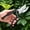 Black, variant on Garden Pruning Shears Stainless Steel Blades Handheld Heavy Duty Hedge Plant Branch Clippers Scissors Pruners Toolsfor Branch Flower Plant Trimming Cutting Gardening Tools
