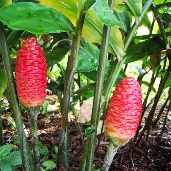 5 Shampoo Ginger Roots for Planting, Awapuhi Zingiber Zerumbet Ginger Rhizomes, Red Pinecone Ginger Lily Flowers