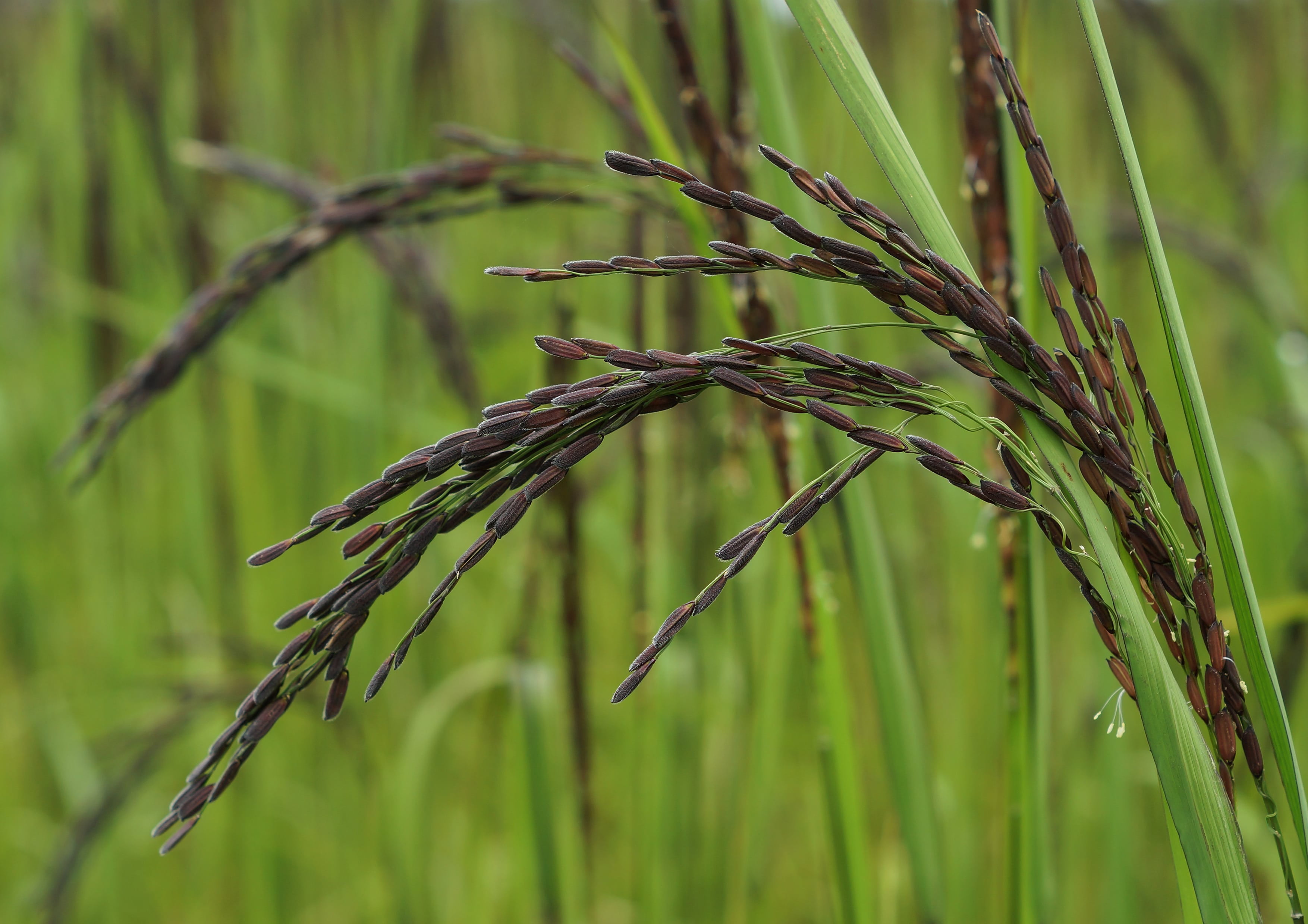 Black Rice, 24 Pounds — Kosher, Raw, Vegan — by Food to Live