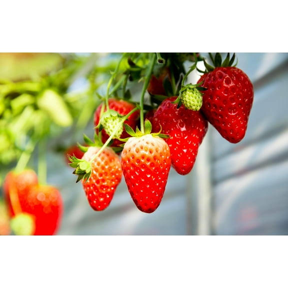 500 Strawberry Seeds for Planting - Perpetual Strawberry Four Seasons Strawberry Seeds for Planting