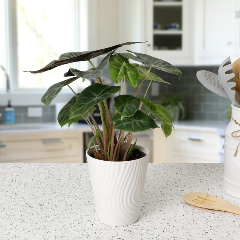 Wild Interiors Live Indoor Plant Fancy Alocasia Live Plant in 5" Decorative  Fiber Clay Pot - Walmart.com
