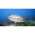 thumbnail image 1 of Large Mouth Bass Fish Underwater Plate, 1 of 1