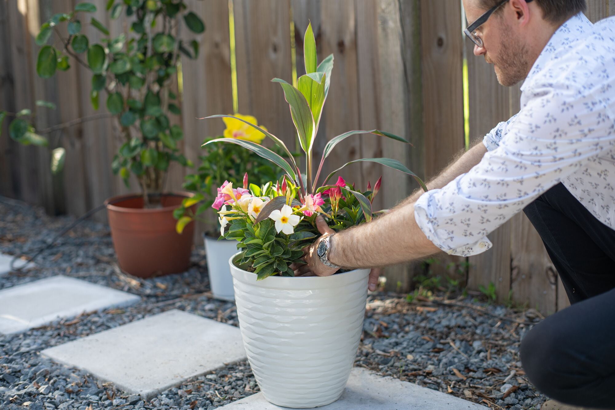 (2 pack) Island Blooms Live Outdoor White Bird Plant in 1.5 Pint Pot – 15 inch Tall, Partial Sun