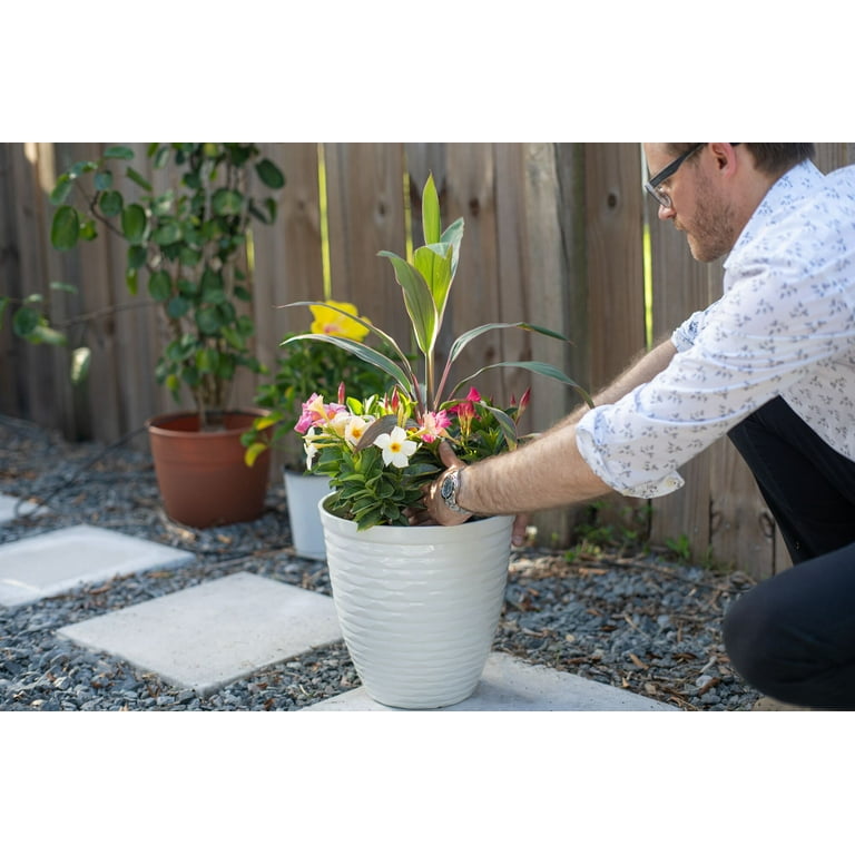 Island Blooms Live Outdoor White Bird Plant in 1.5 Pint Pot – 15